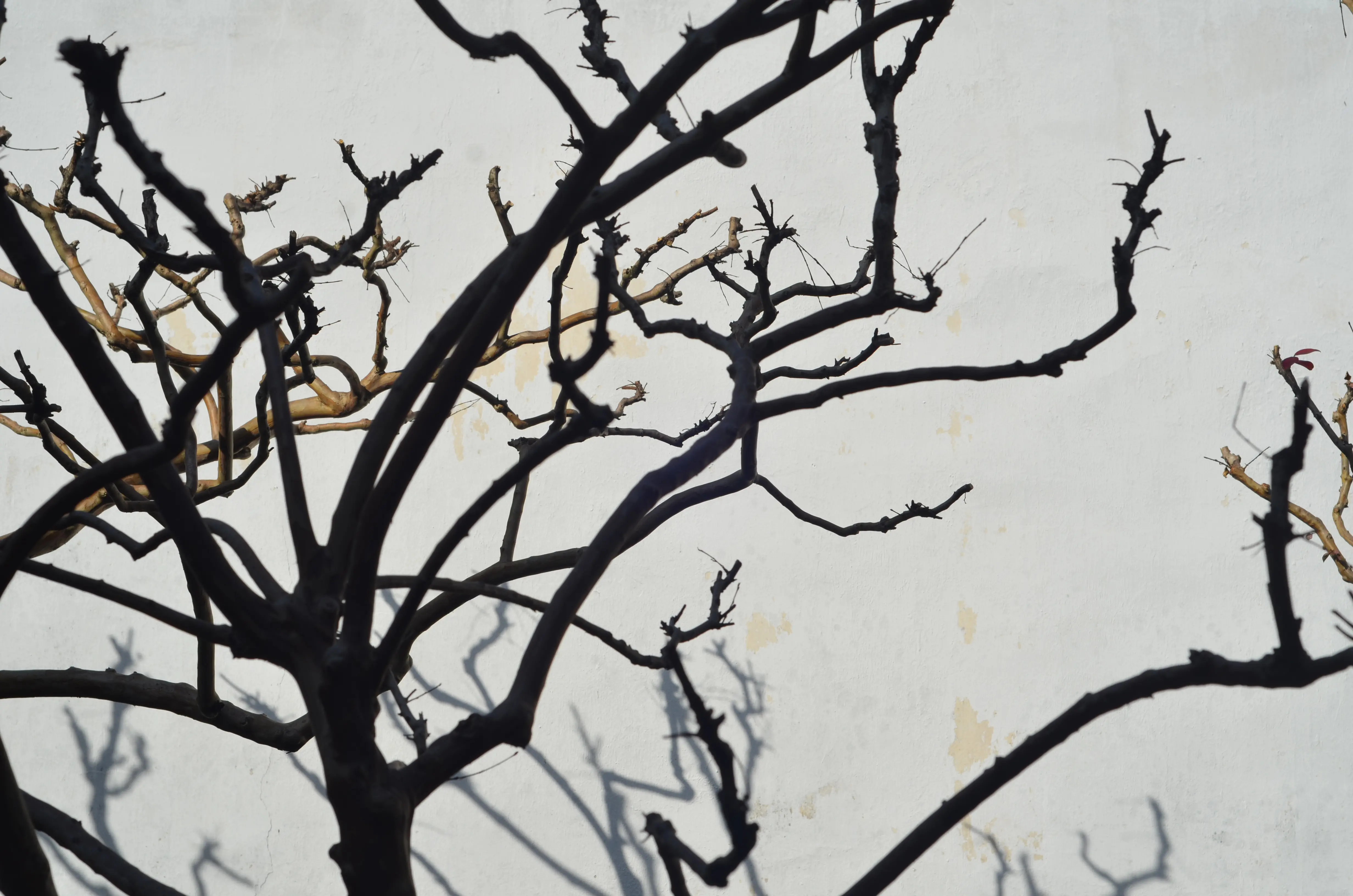 图片素材: 树, 岩, 科, 冬季, 黑与白, 质地, 霜, 沥青, 天气, 泥, 冻结, 季节, 材料, 背景, 冷冻水, 单色摄影, 溜冰场,  地质现象, 雨和雪混合4288x2848 - -, image size:4928x3264